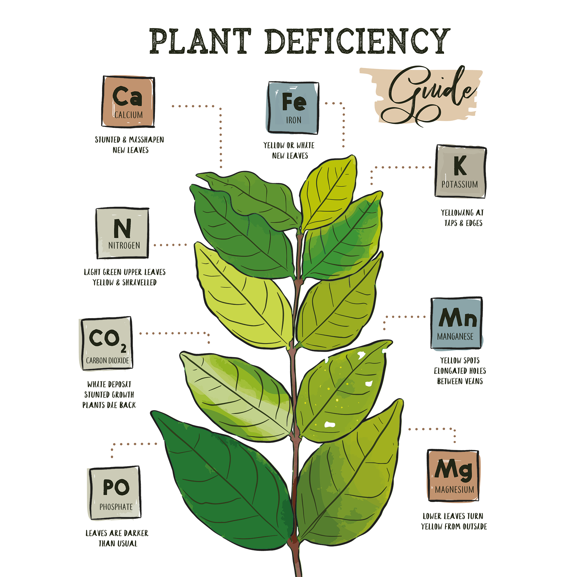 Eine Pflanze mit farblich unterschiedlichen Blättern, dies dueutet auf Mangelerscheinungen hin. Man sieht um die Pflanze herum die wichtigsten Nährstoffe.