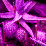 Nahaufnahme einer Pflanze unter Purple LED Licht.