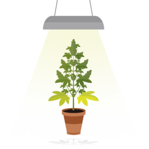 Eine Hanfpflanze die von einer Lampe übderdeckt welche dieser die wichtigsten Wachstumsstoffe für die Photosynthese übergibt