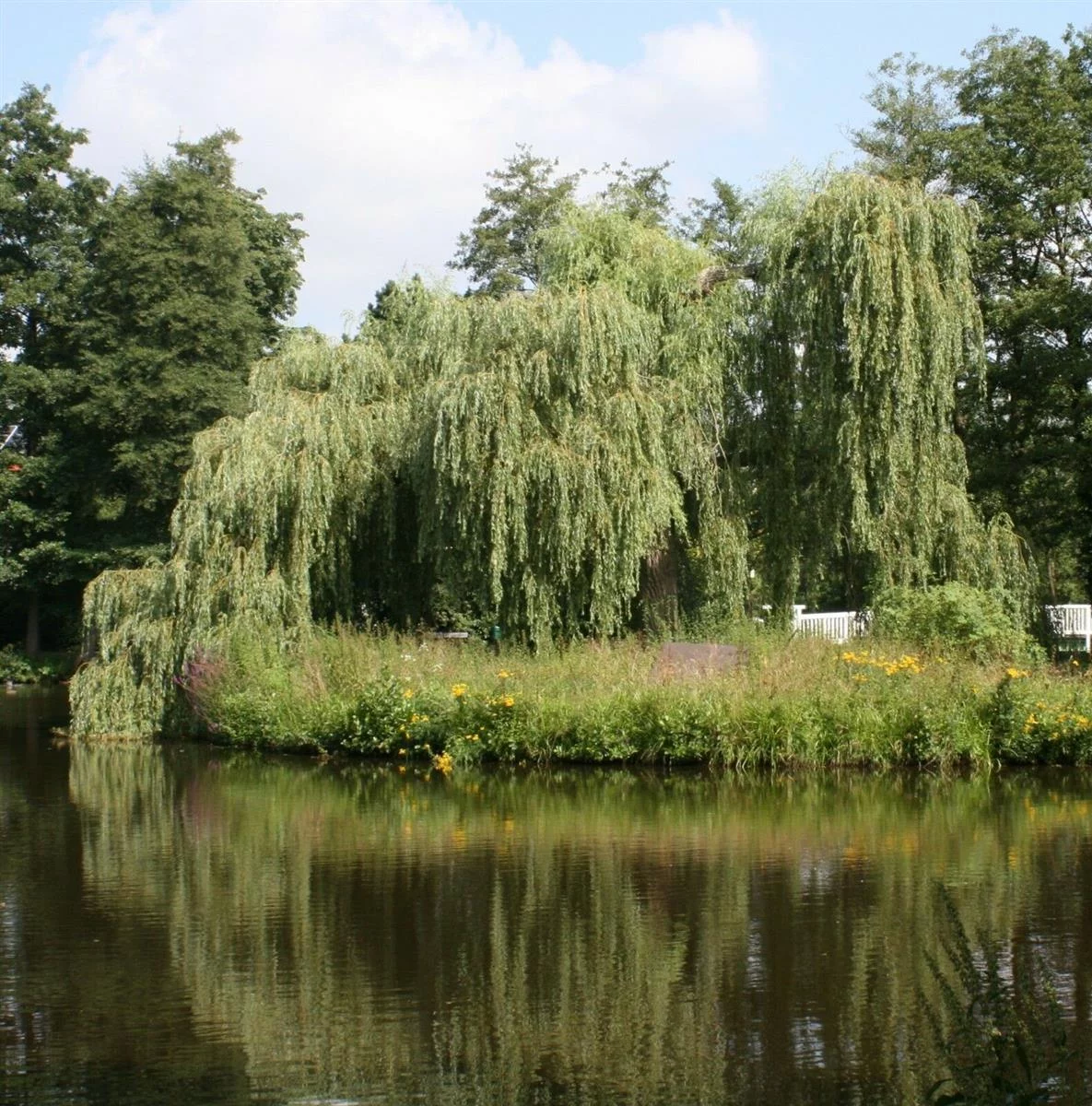 Trauerweide zur Herstellung von Weisenwasser