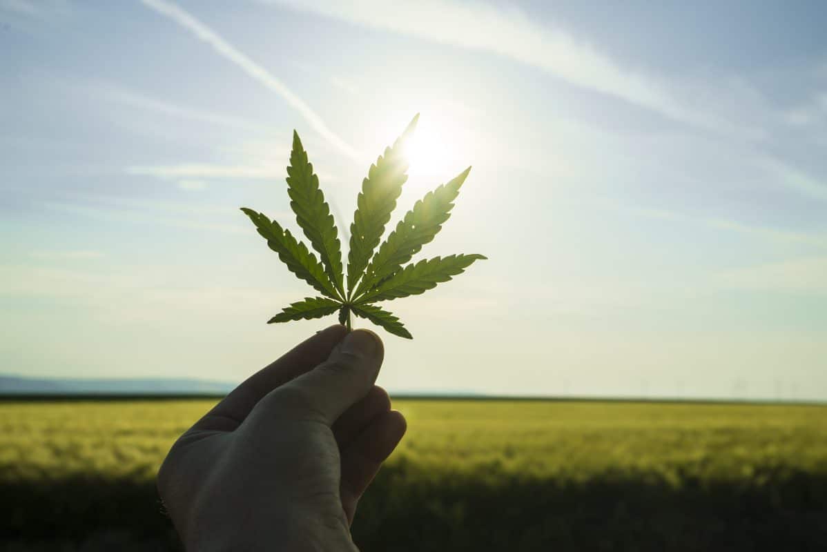 Ein Cannabisblatt der Sorte Indica wird in die aufgehende Sonne gehalten.