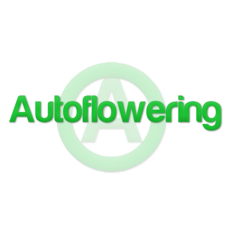 Autoflowering Samen