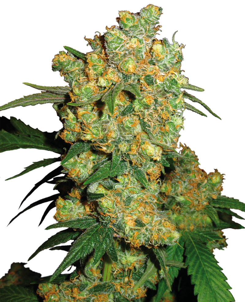 Big Bud Feminized