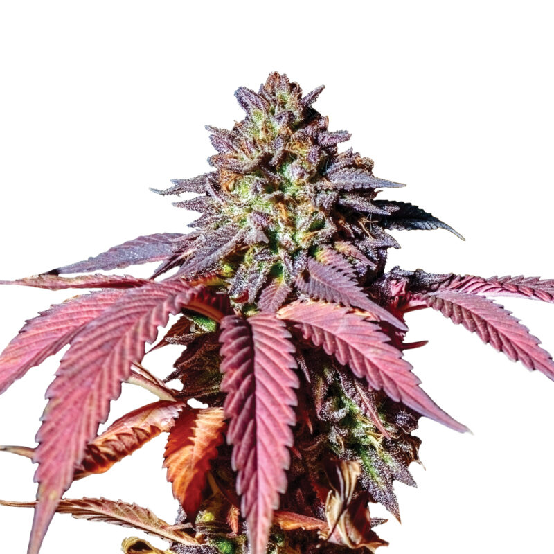 Plant_USA_PurpleQueen