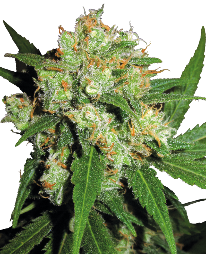 Sensi Skunk Feminized