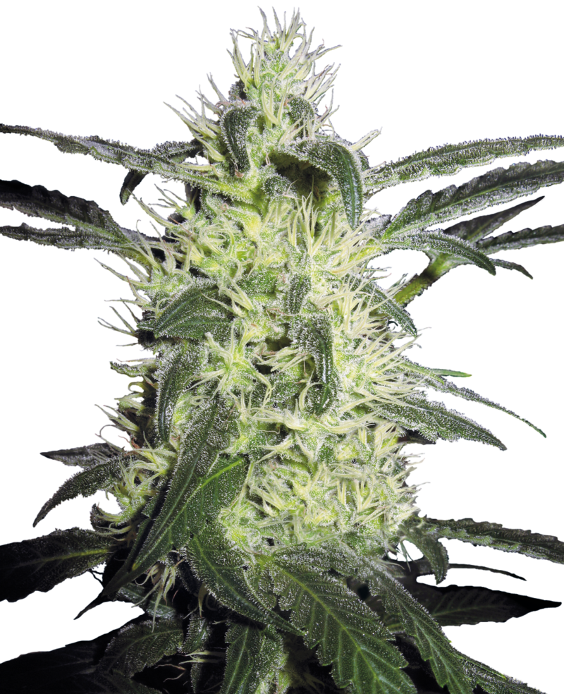 Silver Haze Feminized