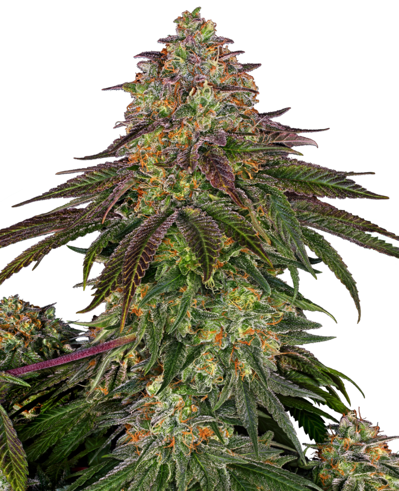 Sweet Cherry Kush Feminized