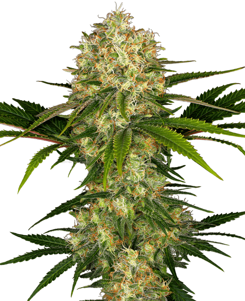 Afghani #1 Feminized