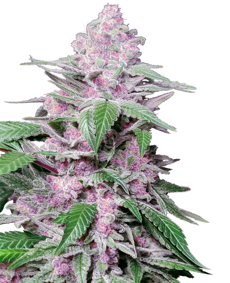 Purple Cookie Kush Feminized