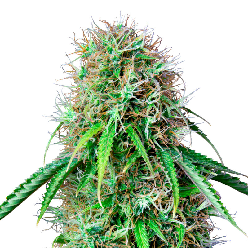 Royal CBG 3Stk CBD Autoflowering Royal Queen Seeds - 1.jpg