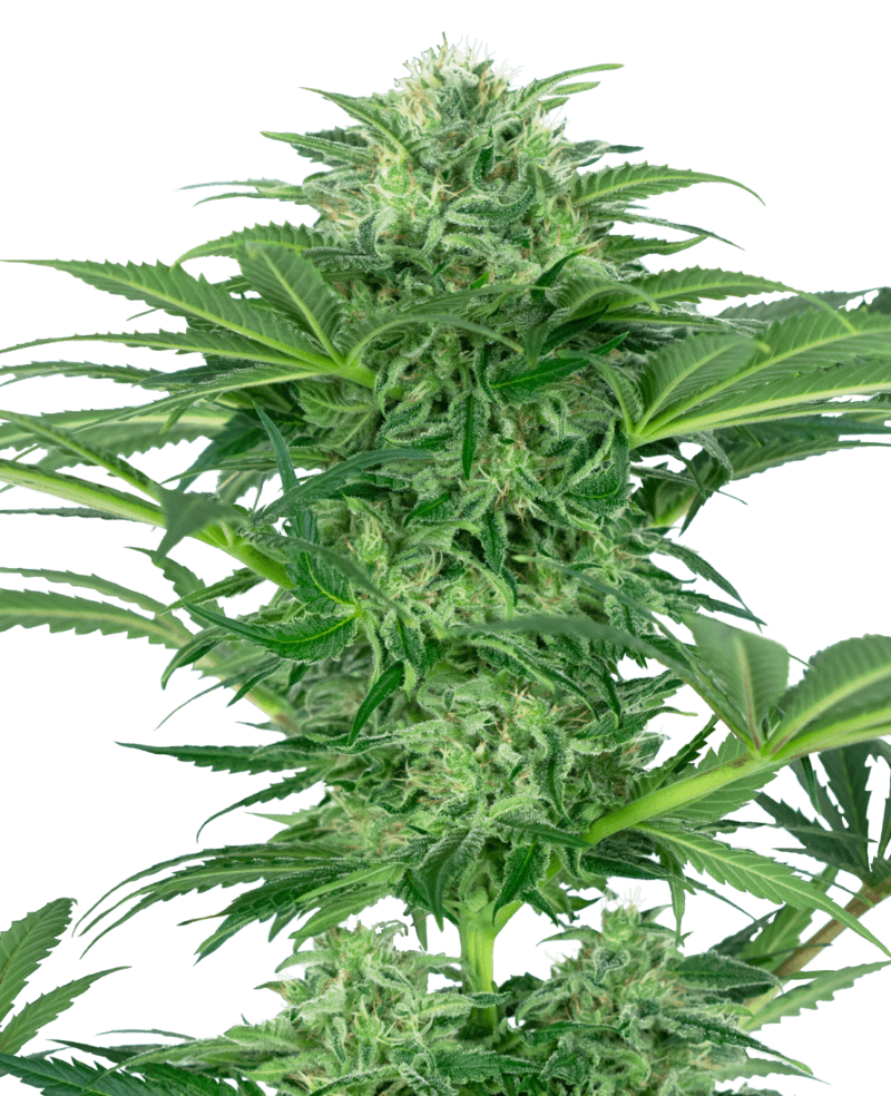 Skunk Dream CBD Feminized