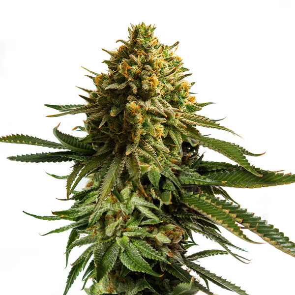 wedding-cake_Plant