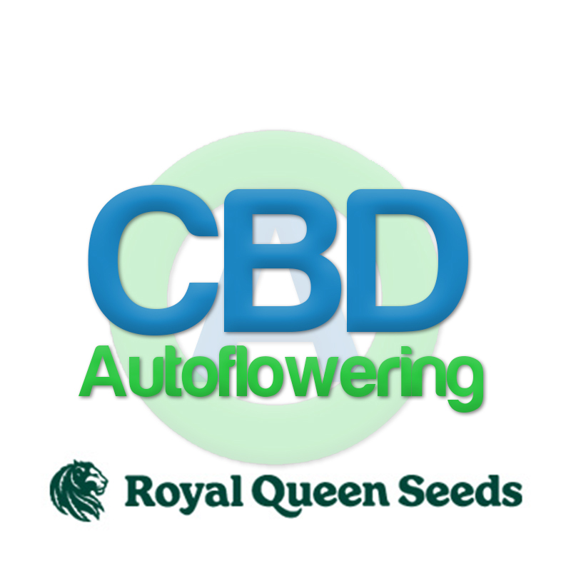 CBD Samen Autoflowering