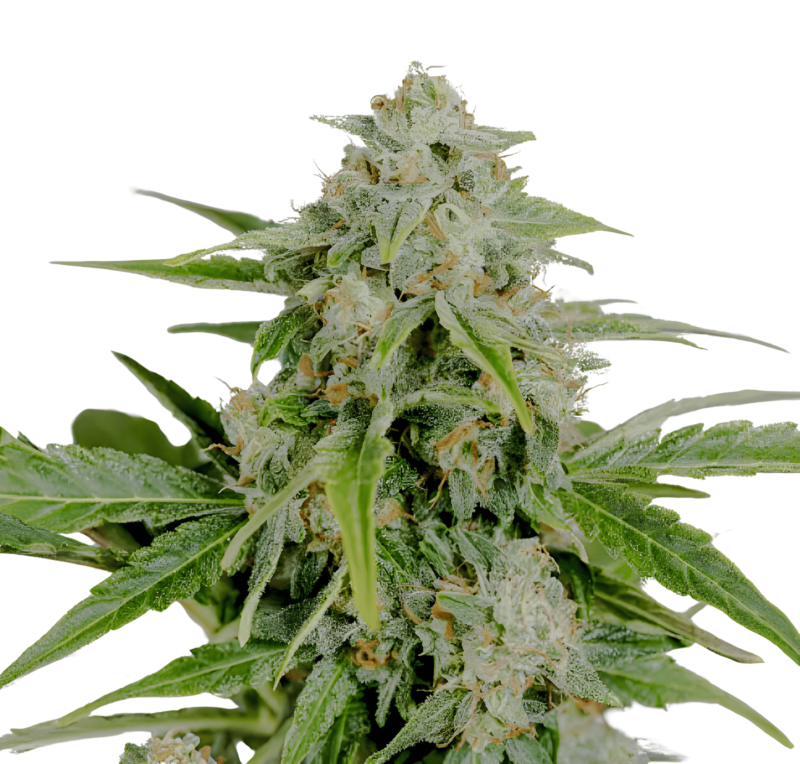 Humboldt_Amnesia_CBD_Pure_Auto_1.png