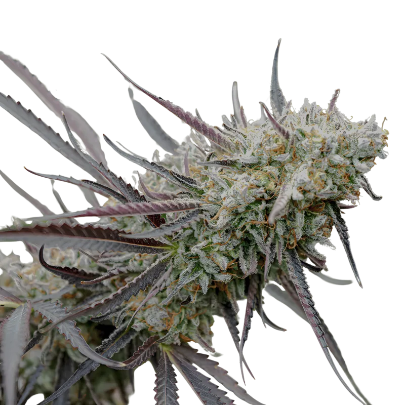Humboldt_Ice_Cream_Cake_fem_1.png