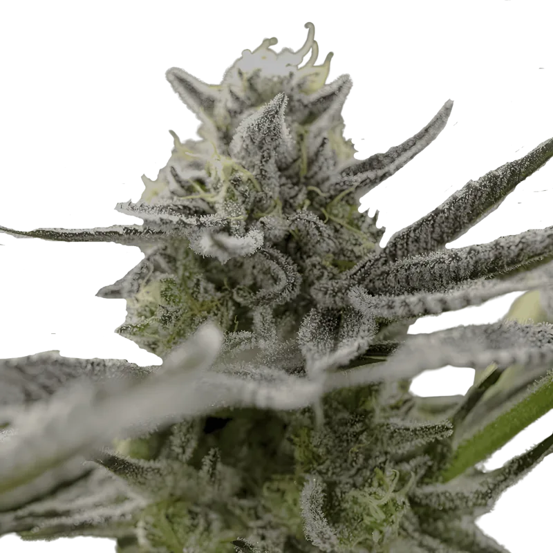 Humboldt_OGKZ_Auto_1.png