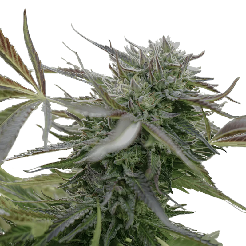 Humboldt_Pineapple_Chem_Auto_1.png