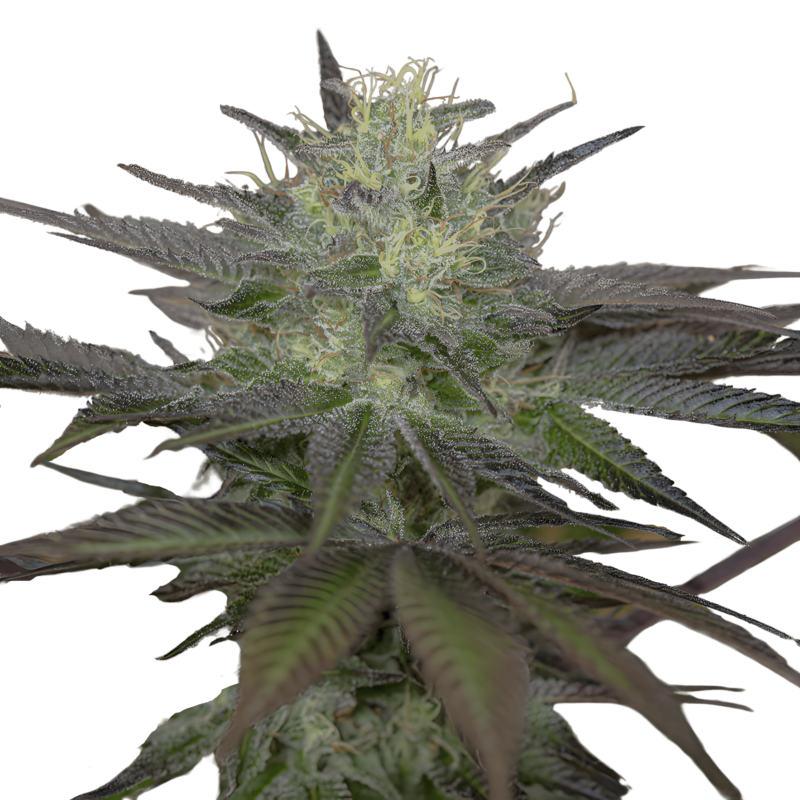 Humboldt_Sapphire_OG_fem_1.png