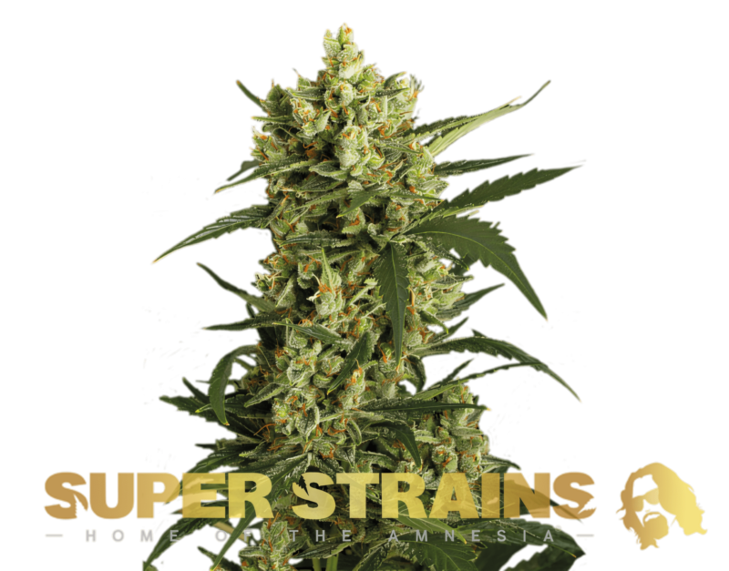 Super-Strains-?-Crackers-600x470-min.png