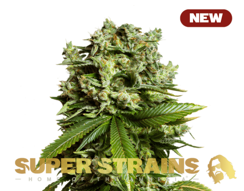 Super-Strains-?-GG4-Gorilla-Glue-NEW-600x470-min.png