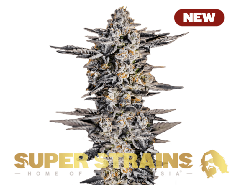 Super-Strains-?-Gelato-NEW-600x470-min.png