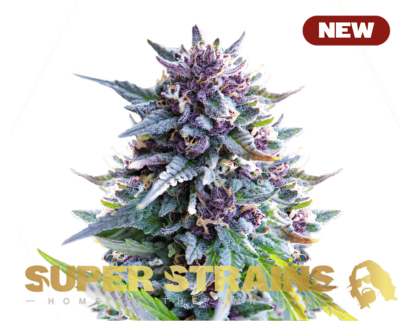 Super-Strains-?-Purple-Punch-NEW-600x470-min.png