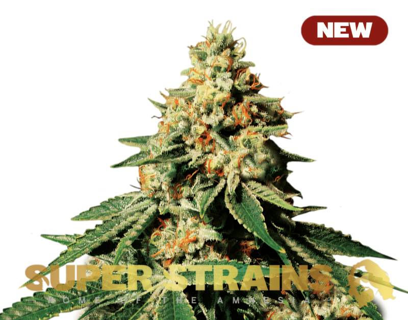 Super-Strains-?-Zkittlez-NEW-600x470-min.png