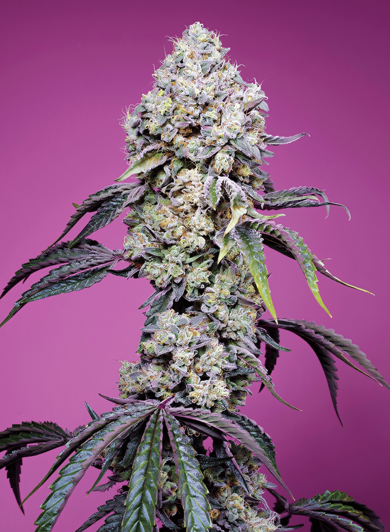 sweet-mandarine-zkittlez-f1-fast-version_1.png