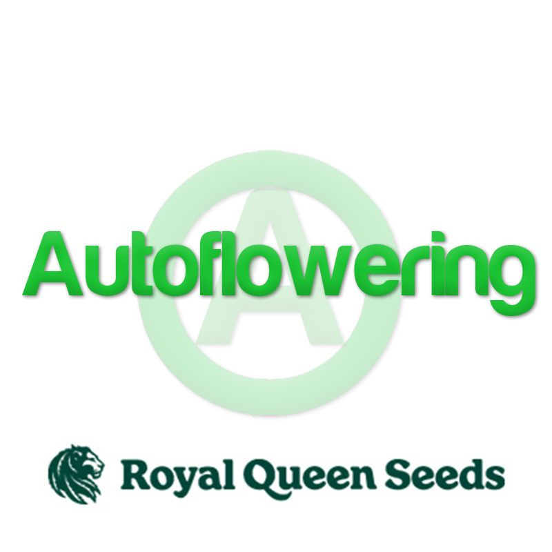 Autoflowering Samen