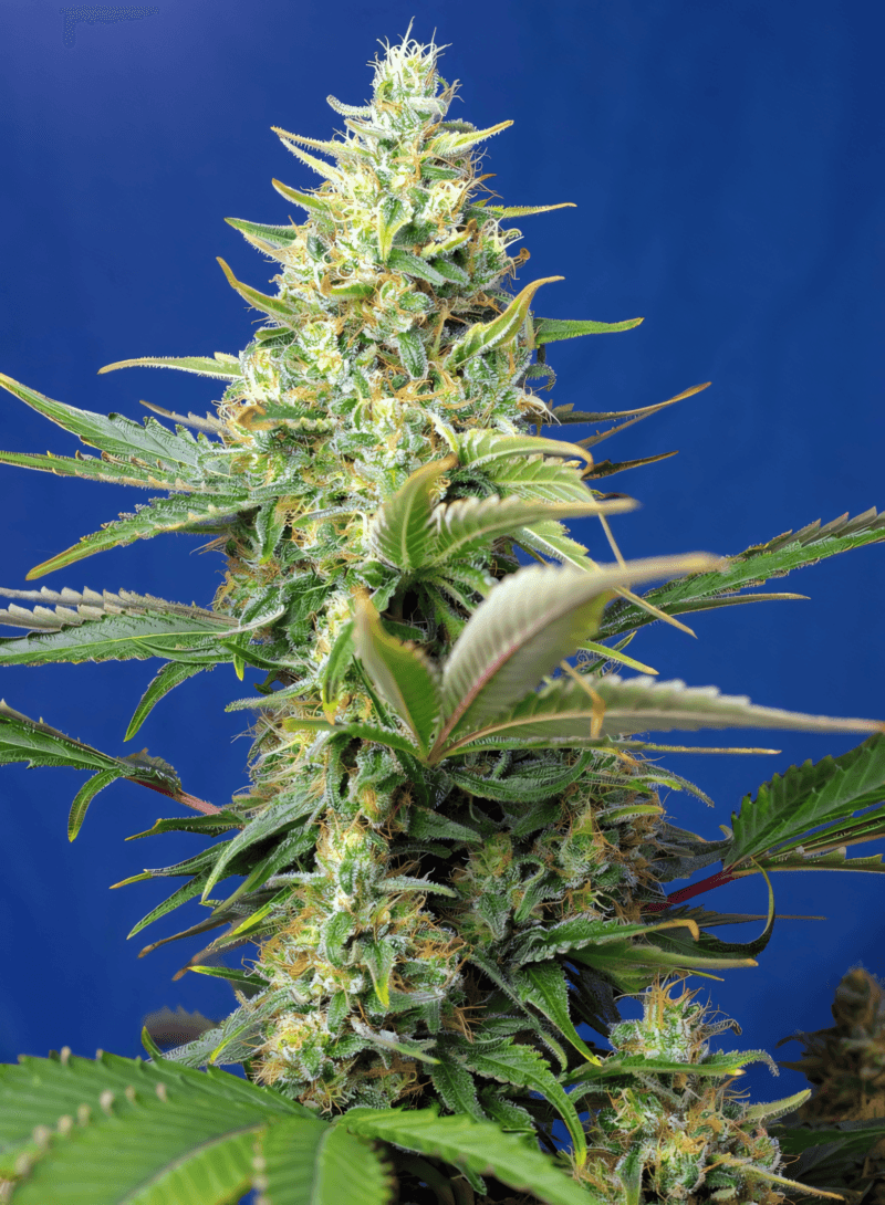 sweet-pure-auto-cbd_1.png
