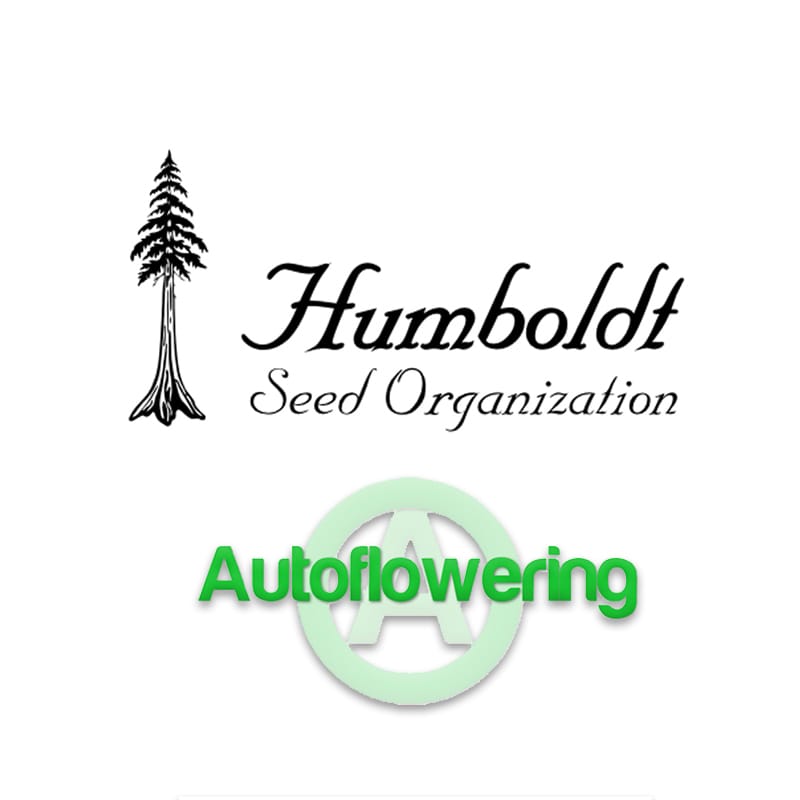 Autoflowering Samen