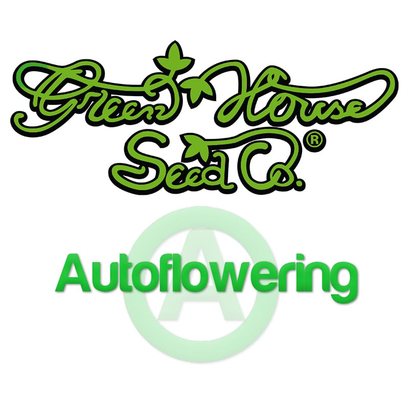 Autoflowering Samen