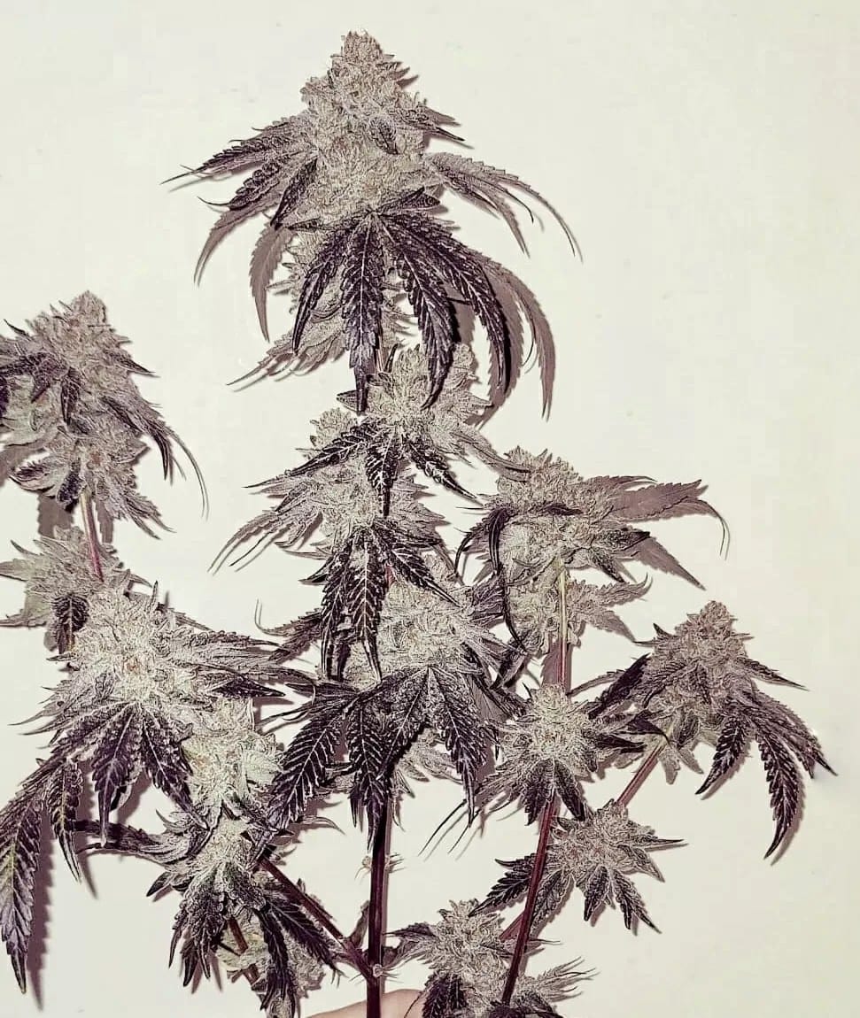 Bath House, 6Stk Feminisiert Umami Seed Co. IMG_6107-1.jpg