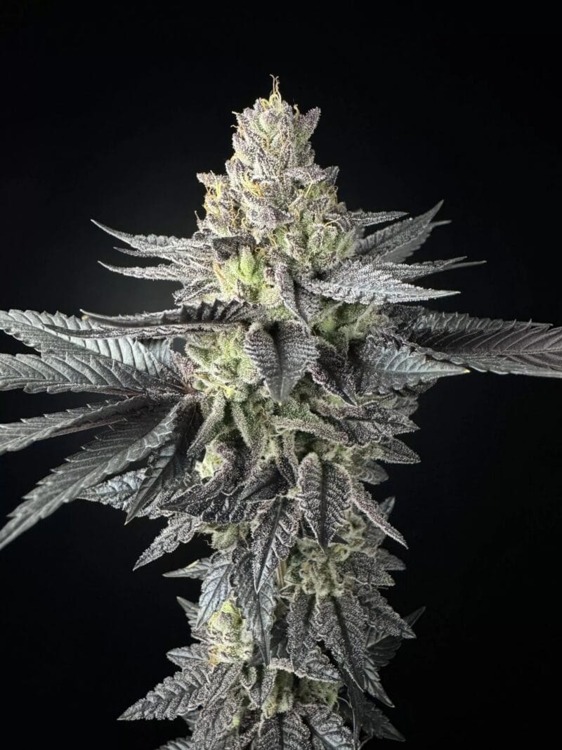 Seifuku-umami-seeds-scaled.jpg