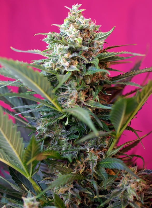big-devil-xl-auto.jpg