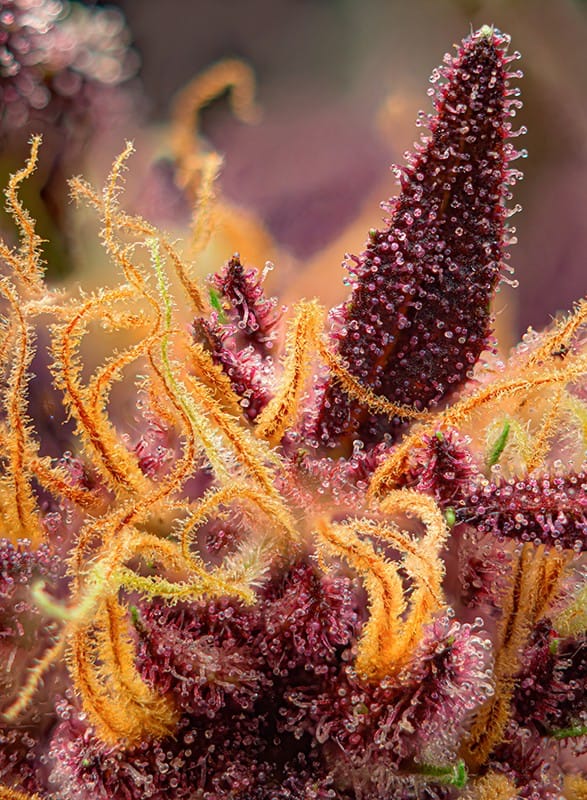 red-mimosa-xl-auto.jpg