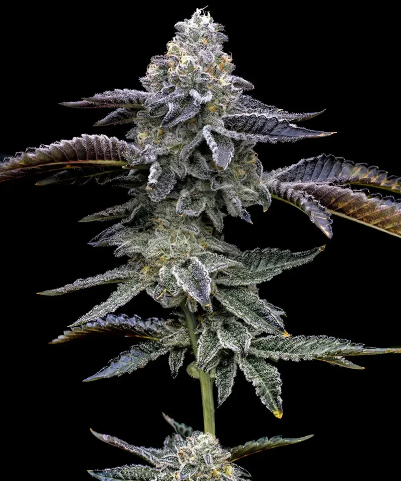 __blue-dream_circle_new_21_370996.webp