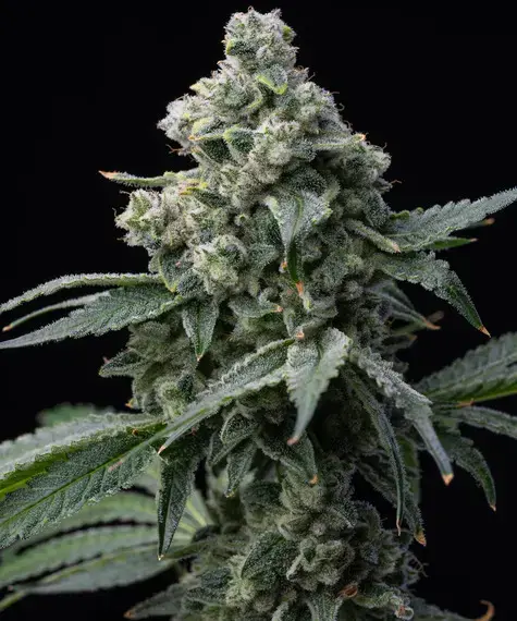 __bruce-banner_circle_new_21_371081.webp