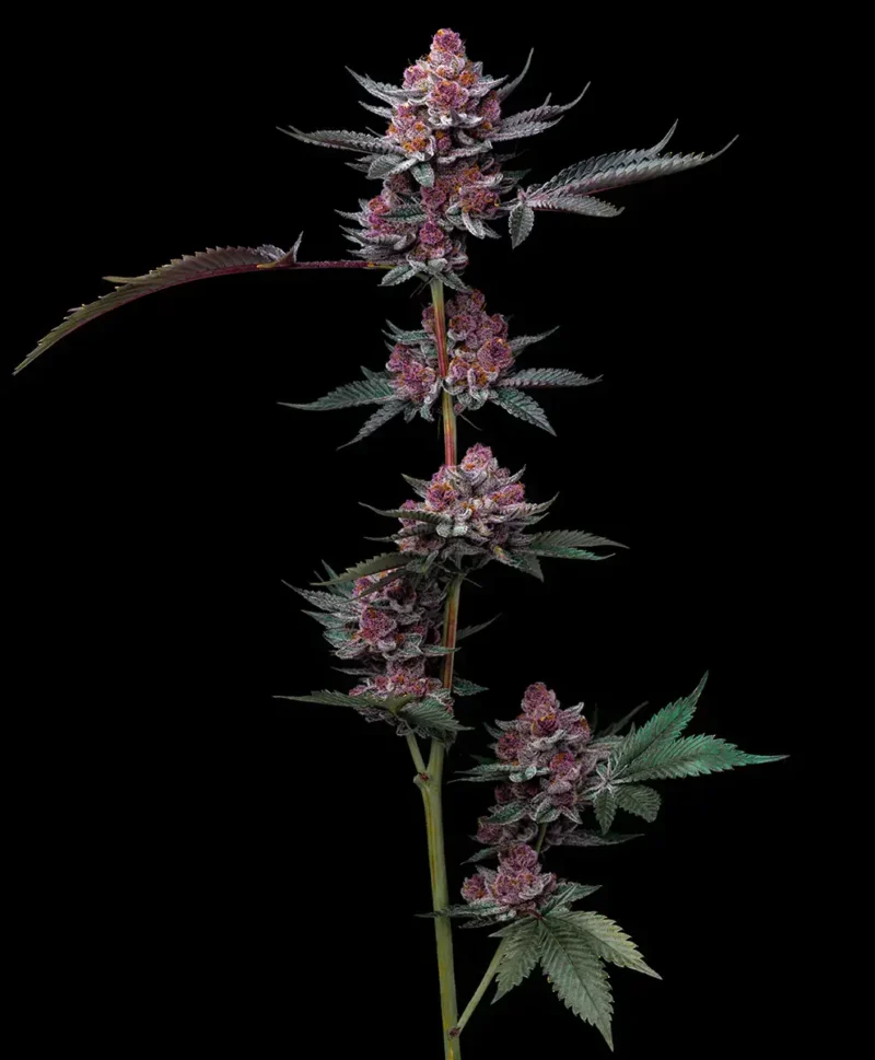 __cherry-poppers_circle_new_21_370740.webp