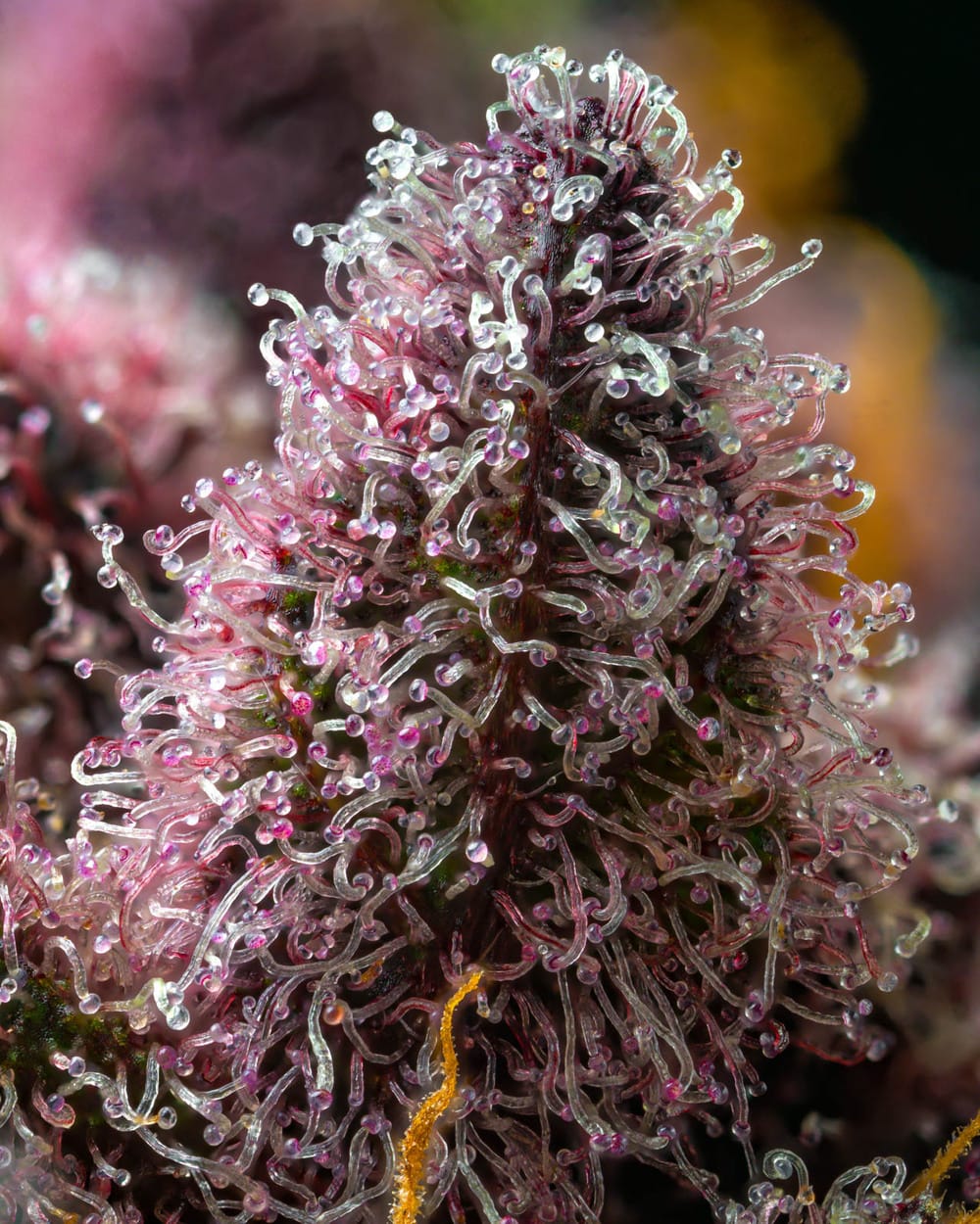 Cherry Poppers, 3Stk Feminisiert, Barney’s Farm cherry-gushers_2_182652.jpg