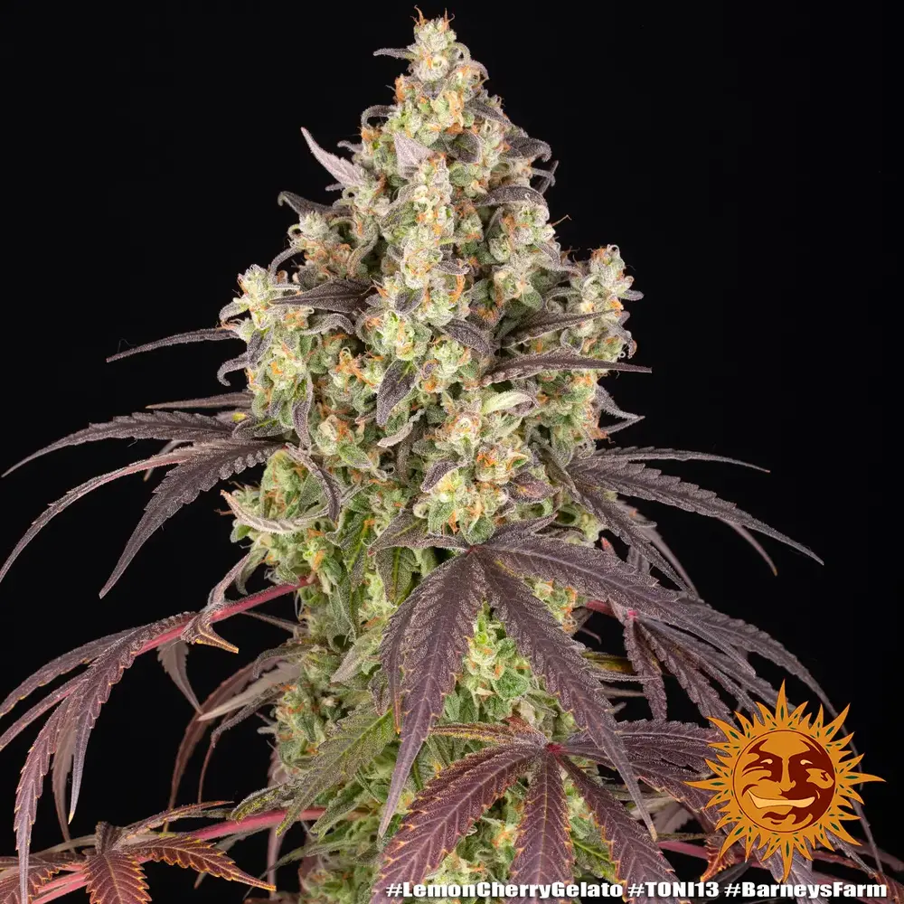 Lemon Cherry Gelato, 3Stk Feminisiert, Barney’s Farm lemon-cherry-gelato_7_119020.webp