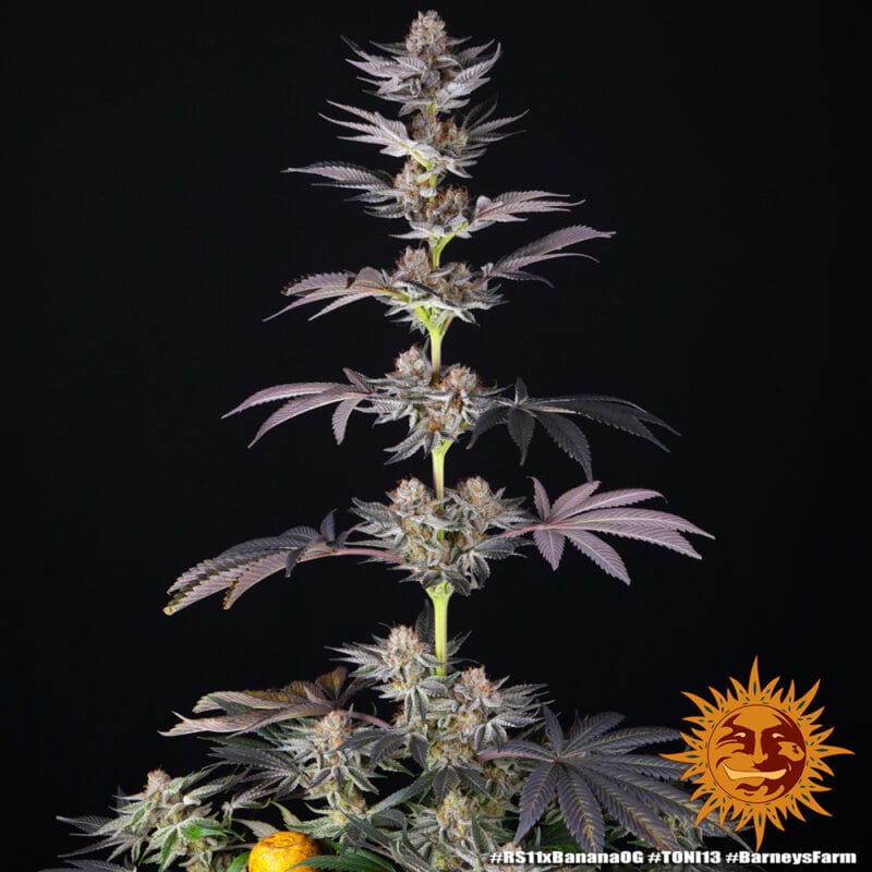 rs11-x-banana-og_8_319811.jpg