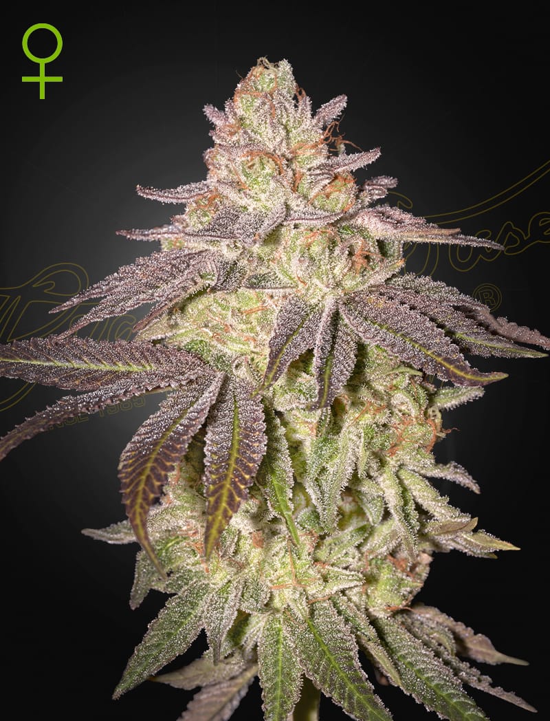 Green_House_Seeds_-_Black_Toffee_Auto-64379.jpg