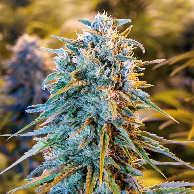 blue-dream-1.jpg