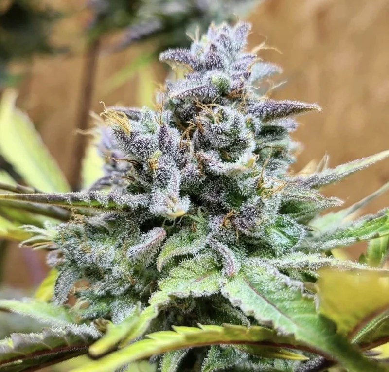 the-cali-connection-girls-scout-cookies-auto-6-autoflowering-samen.webp