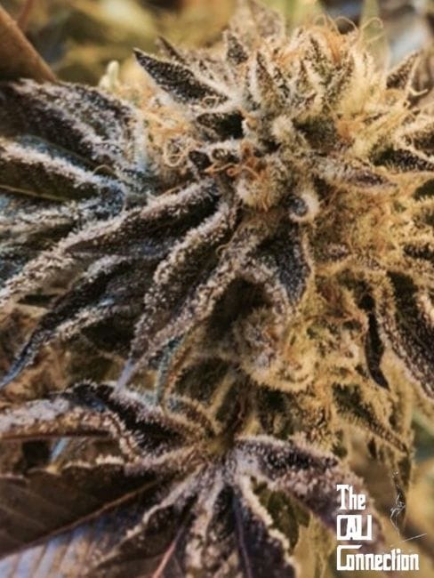 corleone-kush-jpeg-optimized.jpg