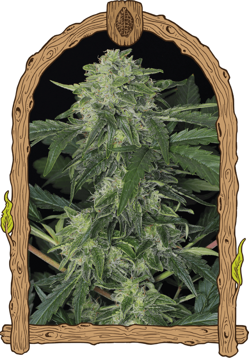 junglefever_940x1350-1.png