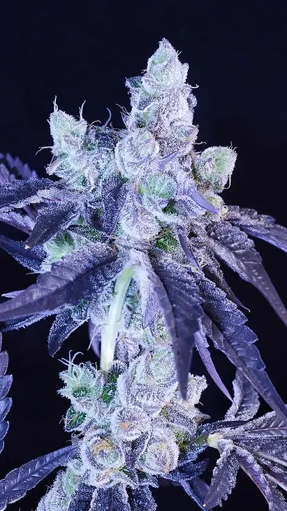 Scissors Sisters, 5Stk Feminisiert, Botafarm scissors-sisters-3-seeds.webp