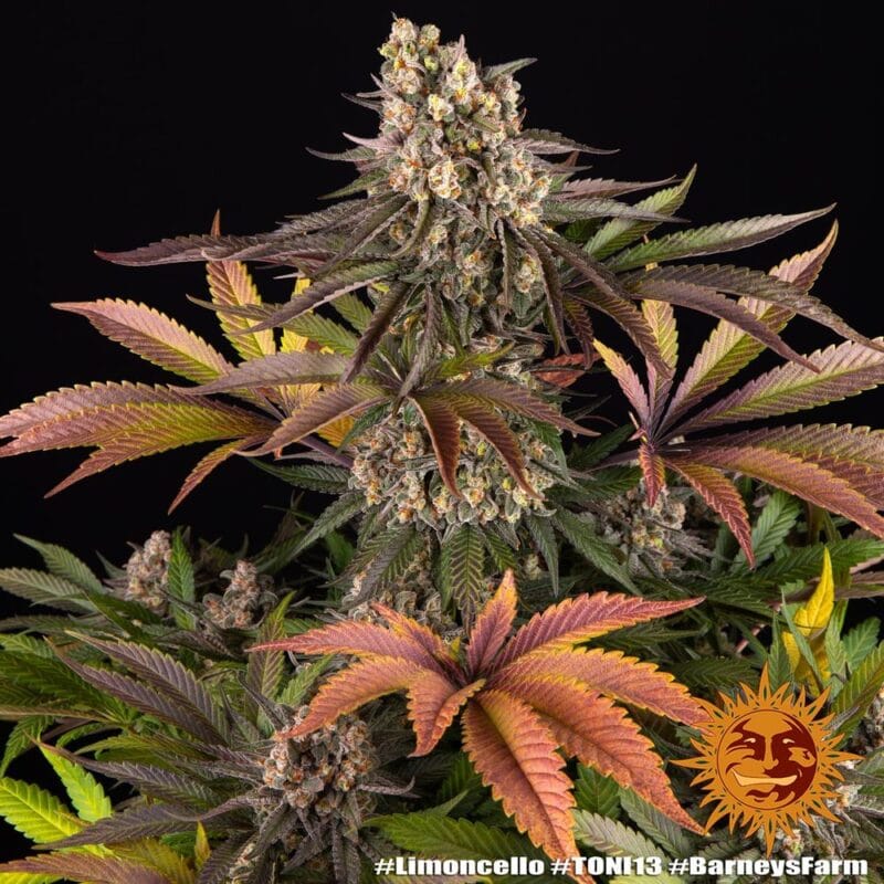 Limoncello, 3Stk Feminisiert, Barney’s Farm limoncello_2_580082.jpg