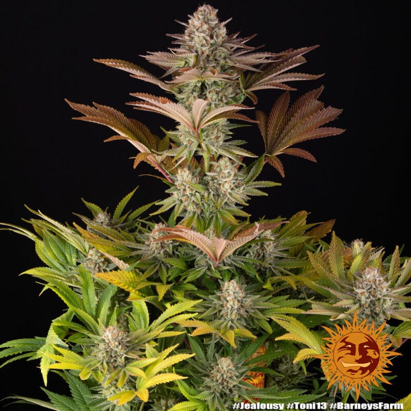 Jealousy, 3Stk Feminisiert, Barney’s Farm jealousy_1_911201.jpg